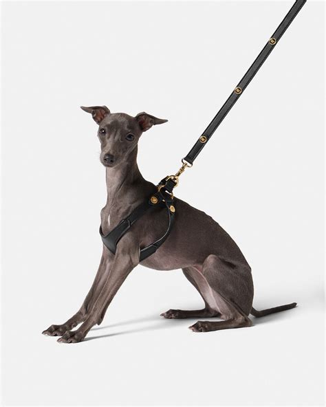 versace dog harness|Icon Pet Harness Black .